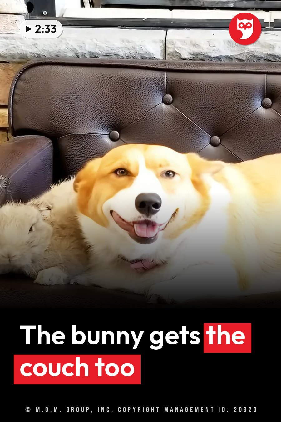 A dog and a small rabbit lie together on a brown leather couch. A headline runs in white letters across the lower third.