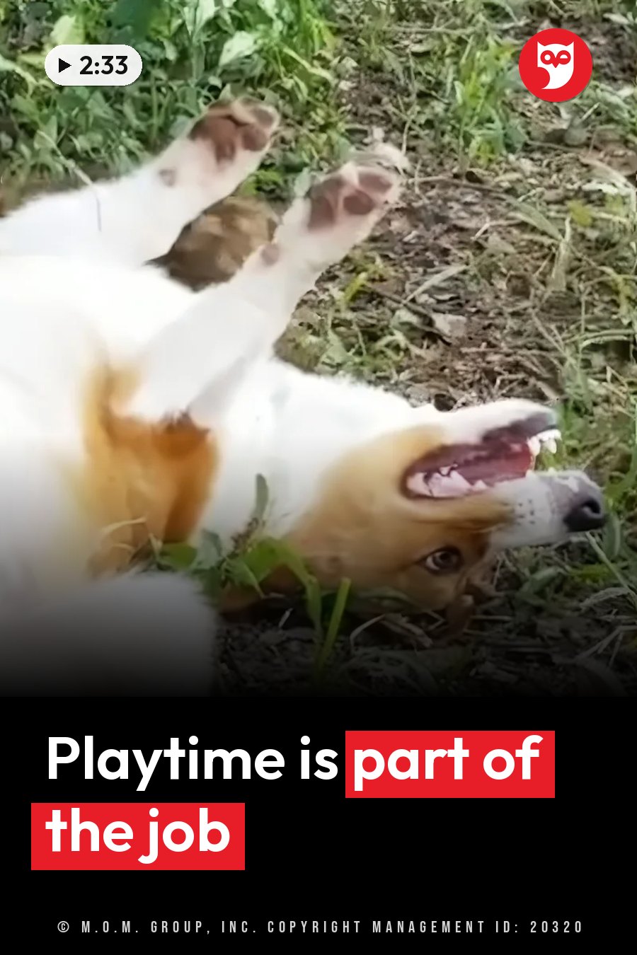 A dog lies belly up in the grass with paws in the air, mouth open and head tilted back. A headline runs in white letters across the lower third.