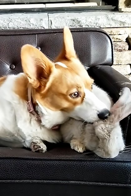 A Corgi dog with brown and white fur lies on a black leather couch indoors near a stone fireplace.