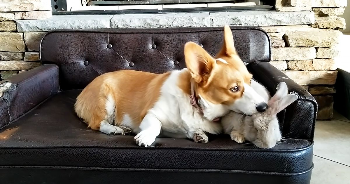 A Corgi dog with brown and white fur lies on a black leather couch indoors near a stone fireplace.