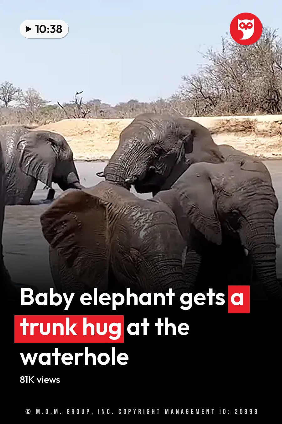 African elephants in a savanna, juvenile elephant with dark gray coat and mud spots, dry season midday light. The headline runs in white letters across the lower third.