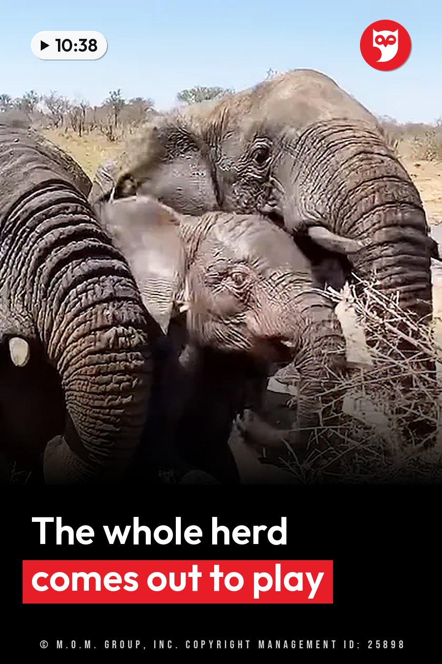 Three elephants stand close together in dry grassland under a clear sky. A headline runs in white letters across the lower third.