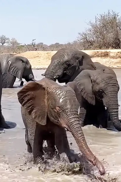 African elephants in a savanna, juvenile elephant with dark gray coat and mud spots, dry season midday light.