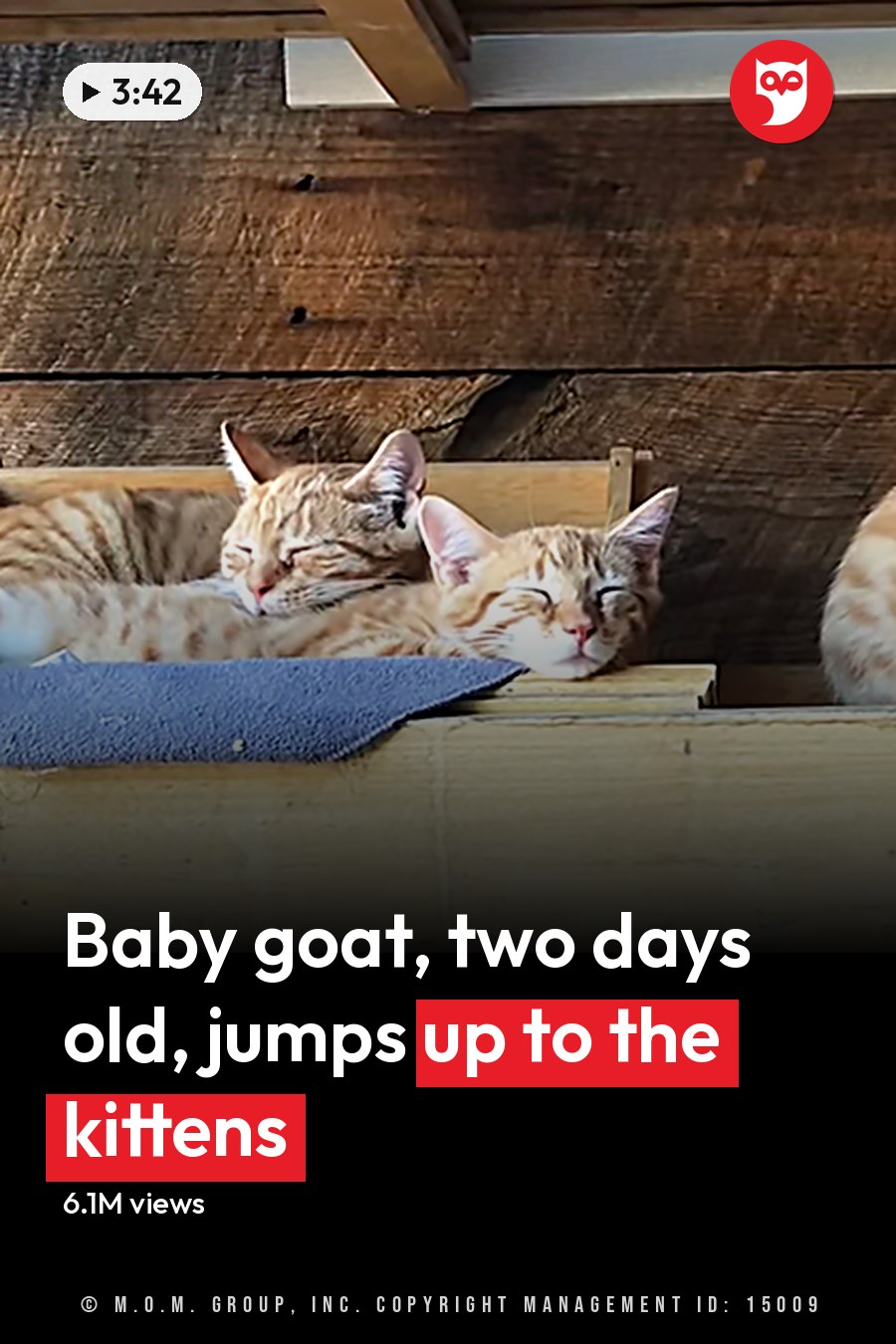 Adult tabby cats with orange and white stripes in an outdoor wooden shelter on a porch or patio area during daytime, with brown and blue dominant colors. The headline runs in white letters across the lower third.