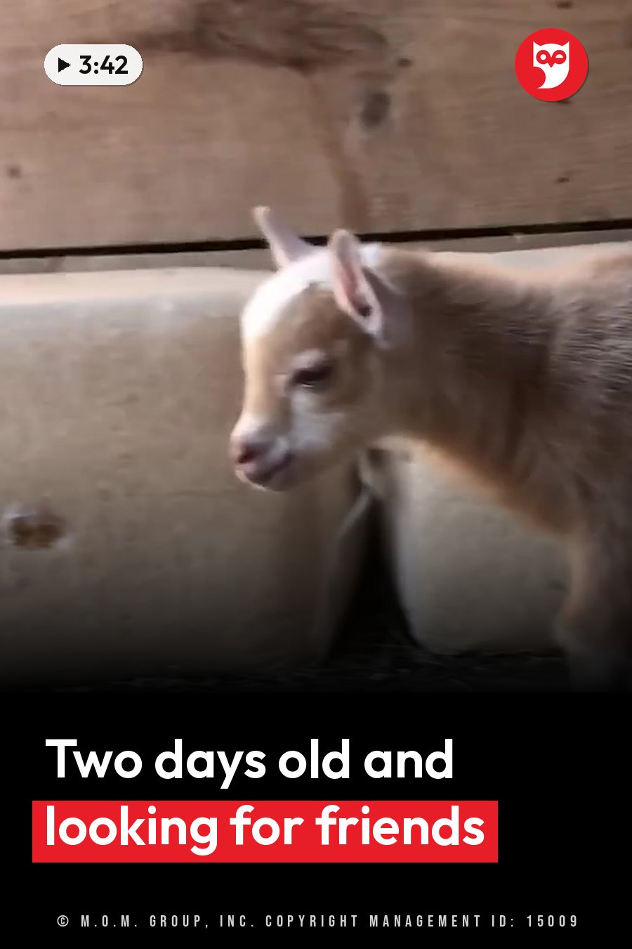 A small goat stands beside a wooden wall, head tilted, looking off to one side. A headline runs in white letters across the lower third.