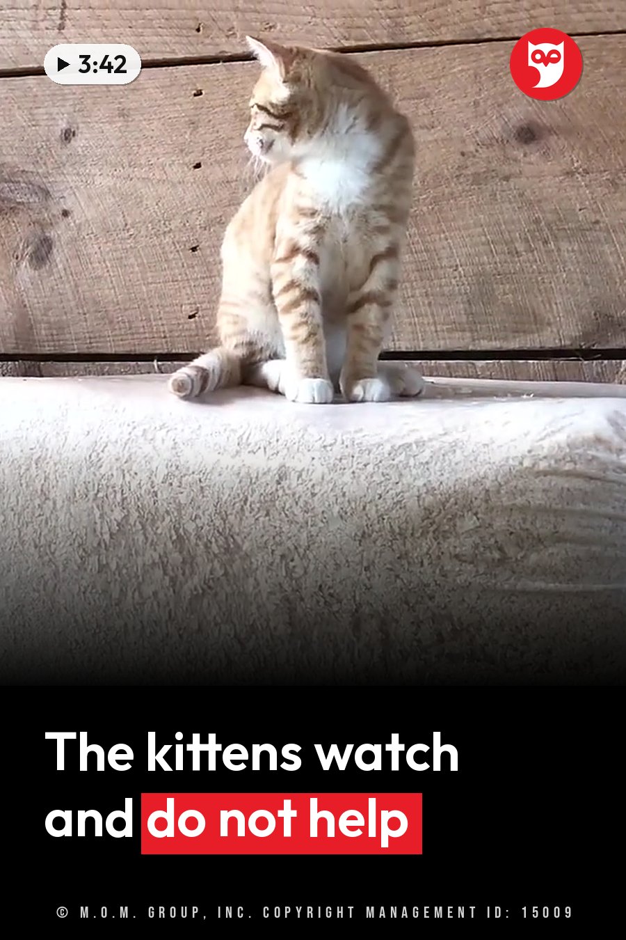 A tabby cat sits upright on a rough surface against a wooden wall, facing left. A headline runs in white letters across the lower third.