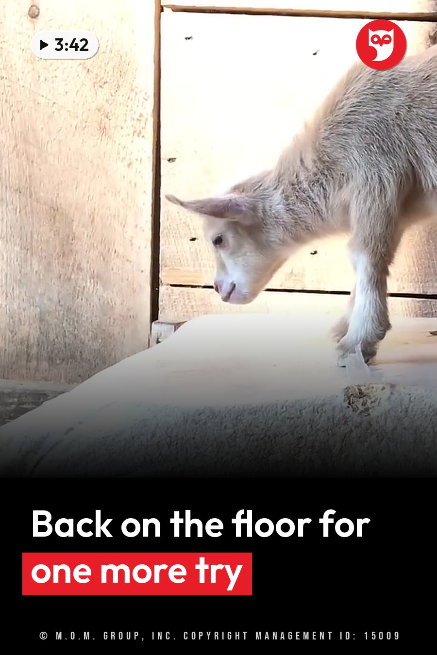 A young goat stands on a concrete floor near wooden walls with head lowered toward the ground. A headline runs in white letters across the lower third.