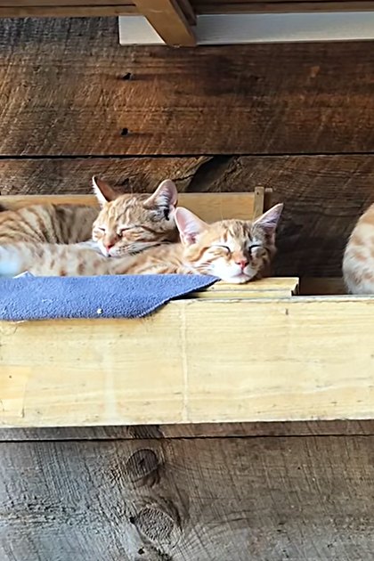 Adult tabby cats with orange and white stripes in an outdoor wooden shelter on a porch or patio area during daytime, with brown and blue dominant colors.