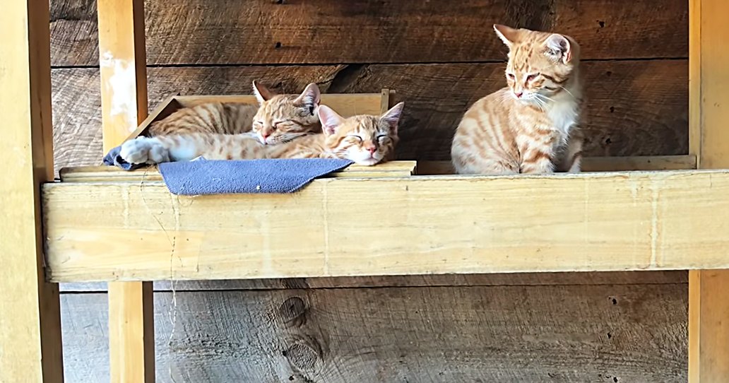 Adult tabby cats with orange and white stripes in an outdoor wooden shelter on a porch or patio area during daytime, with brown and blue dominant colors.
