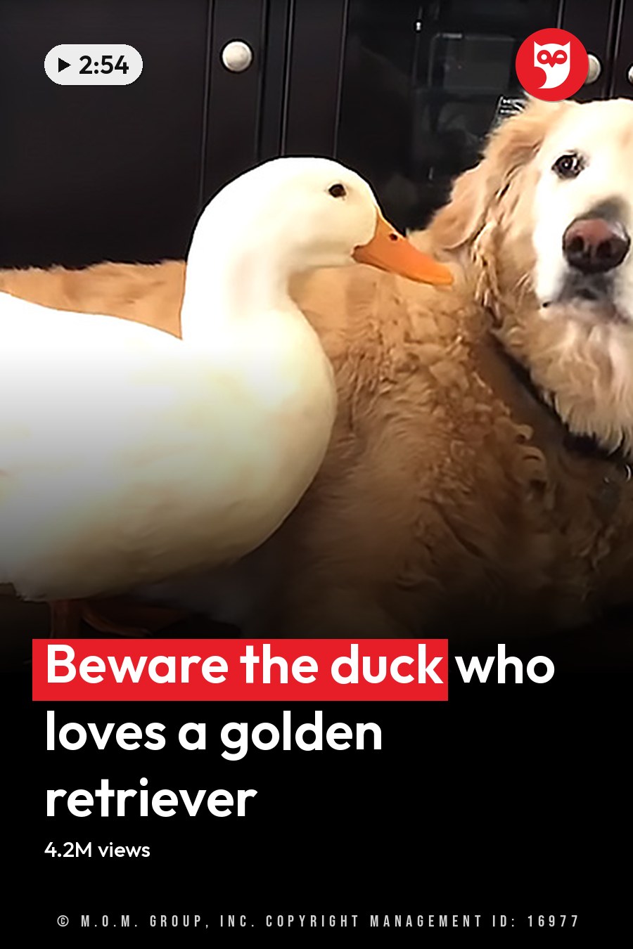 A golden retriever with a white duck resting on its back, indoors. The headline runs in white letters across the lower third.
