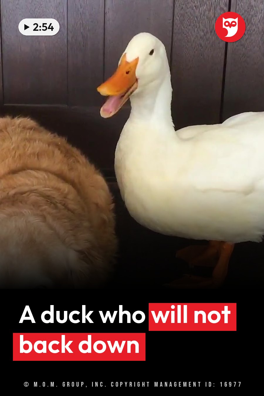 A white duck with an orange beak stands beside a fluffy brown dog on a dark wooden floor. A headline runs in white letters across the lower third.