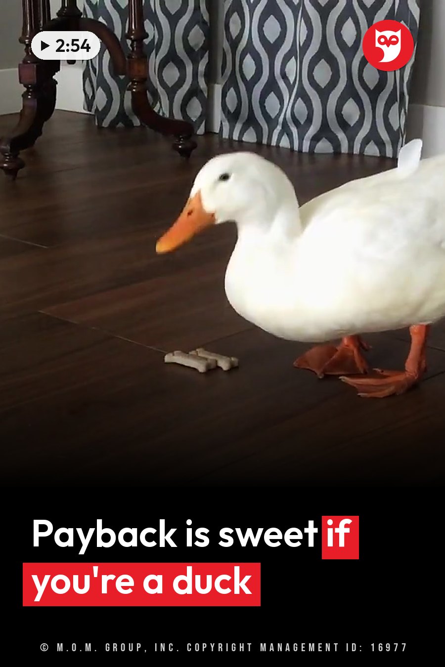 A white duck with an orange beak and feet stands on a wooden floor, looking down at a bone-shaped treat. A headline runs in white letters across the lower third.