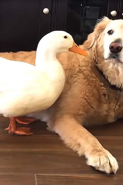 A golden retriever with a white duck resting on its back, indoors.