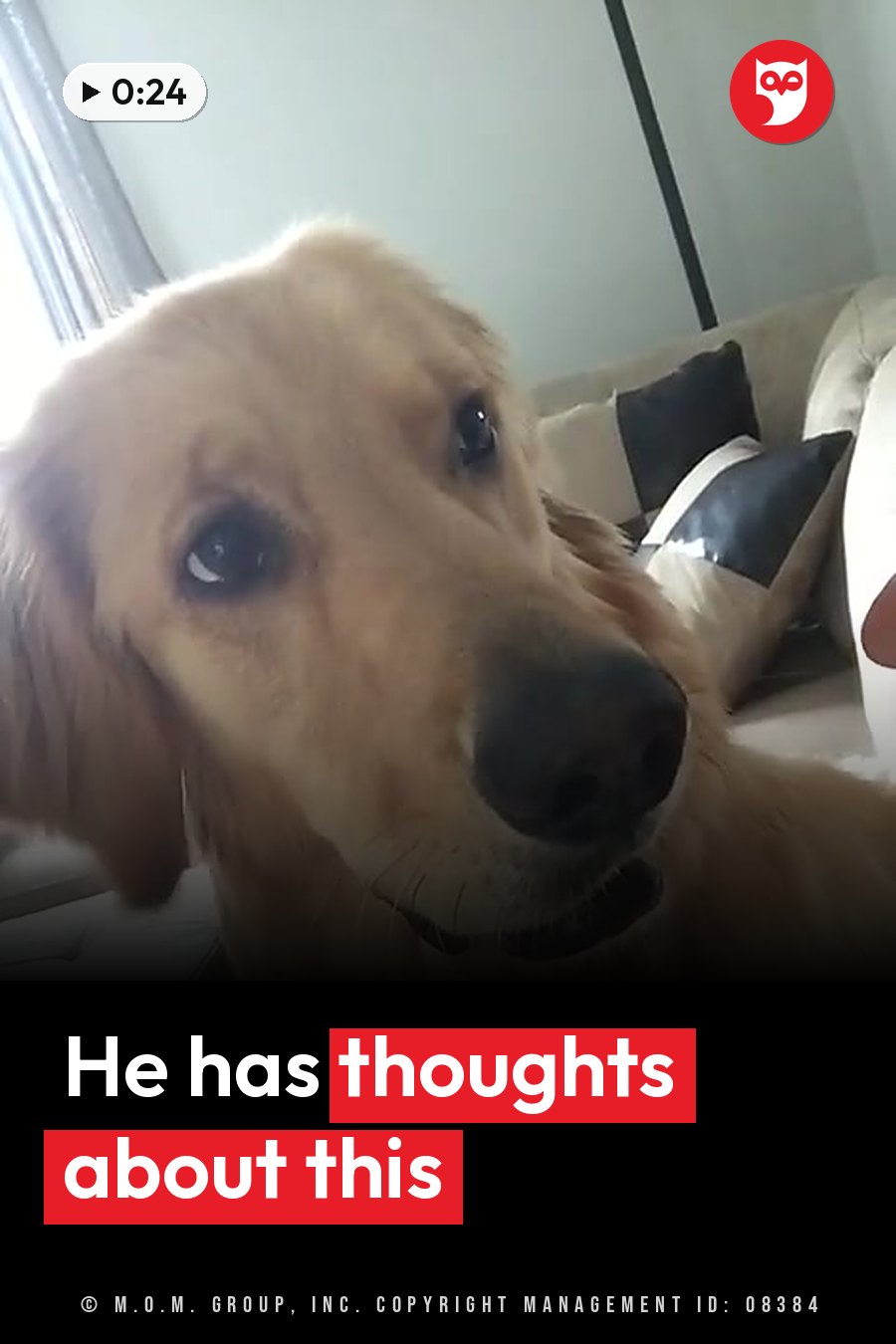 A golden retriever with soft fur, a black nose and dark eyes rests near a couch and looks at the camera. A headline runs in white letters across the lower third.