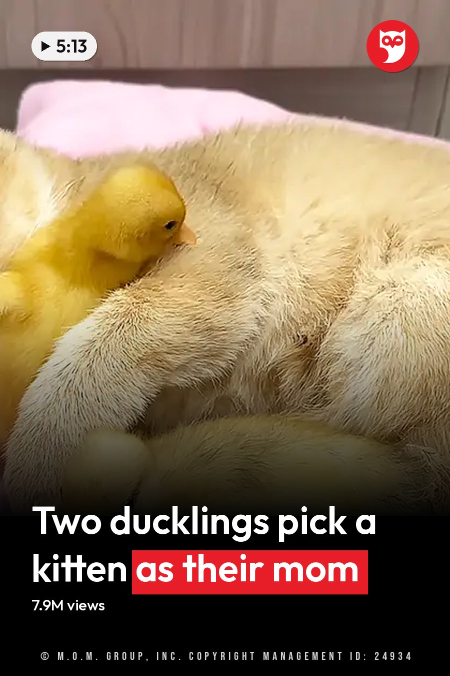 A domestic shorthair cat and two ducklings resting on a pink cushion in an indoor home setting with light golden fur and bright yellow feathers. The headline runs in white letters across the lower third.