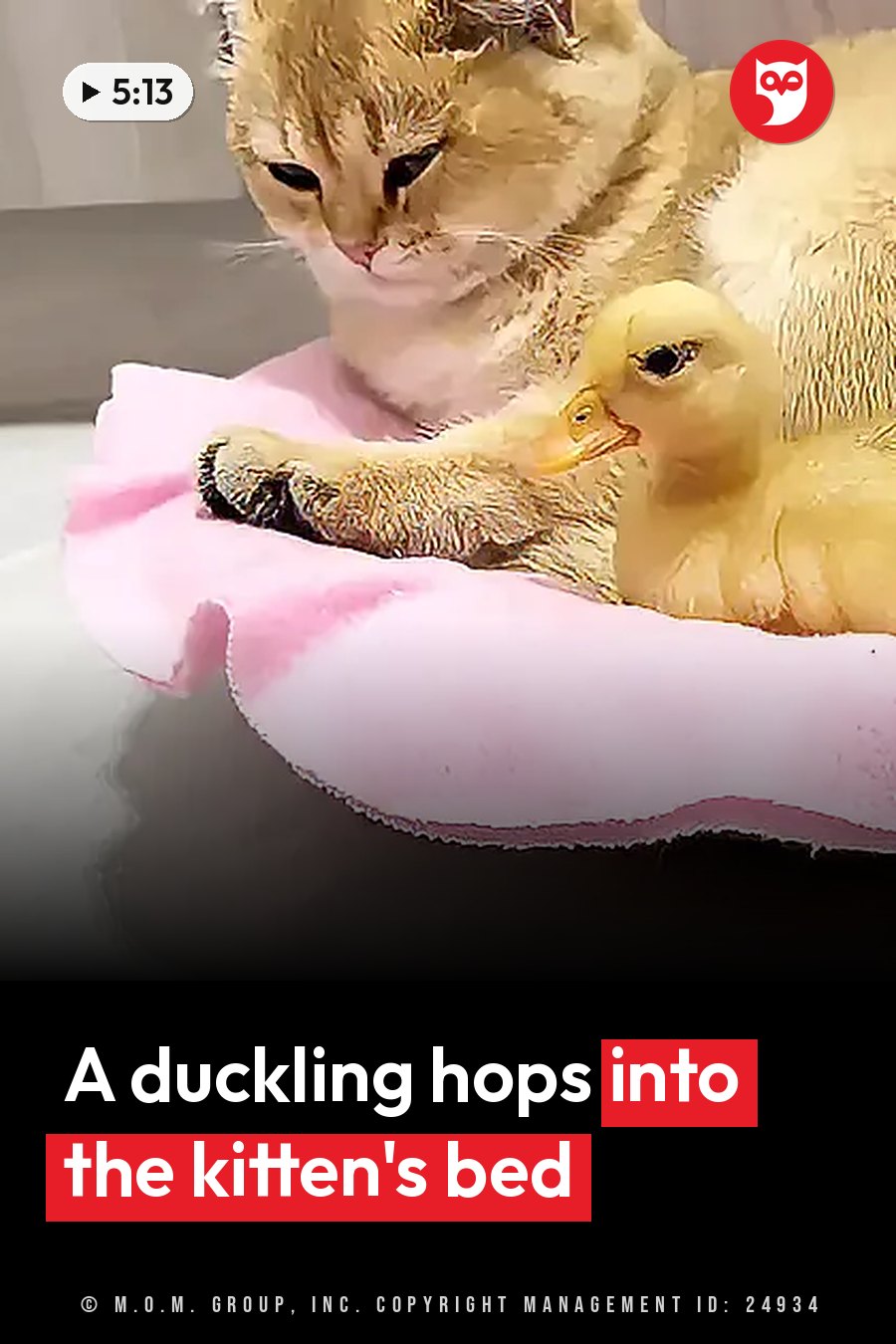 A fluffy golden kitten lies on a pink cloth with a small yellow duckling beside her. A headline runs in white letters across the lower third.