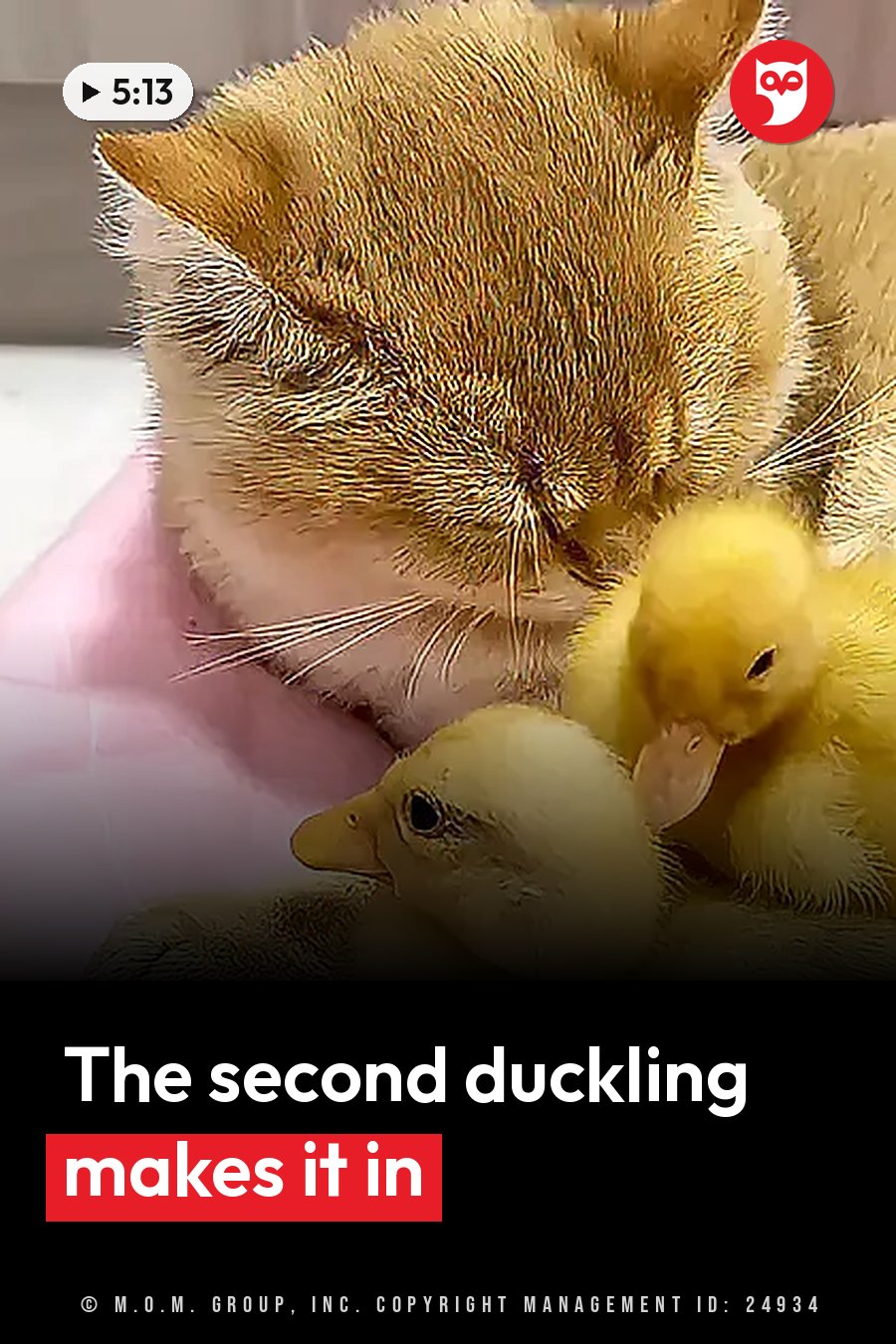 A fluffy golden kitten rests on a pink surface with two small yellow ducklings close by. A headline runs in white letters across the lower third.