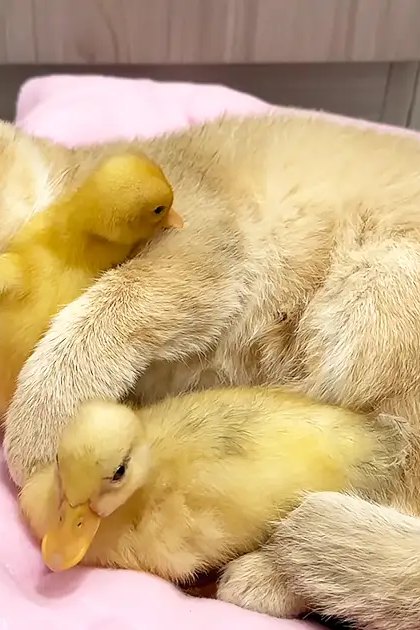 A domestic shorthair cat and two ducklings resting on a pink cushion in an indoor home setting with light golden fur and bright yellow feathers.
