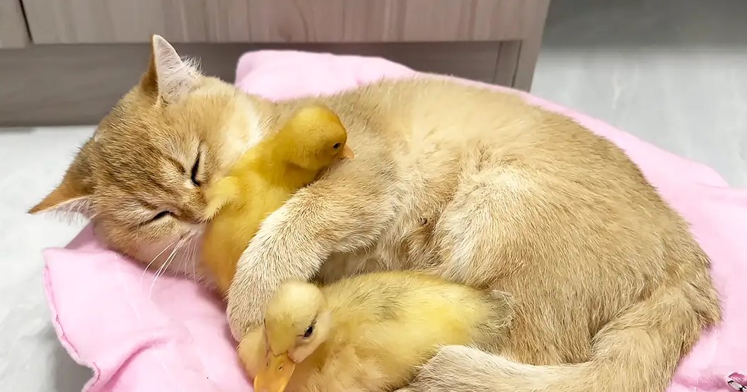 A domestic shorthair cat and two ducklings resting on a pink cushion in an indoor home setting with light golden fur and bright yellow feathers.