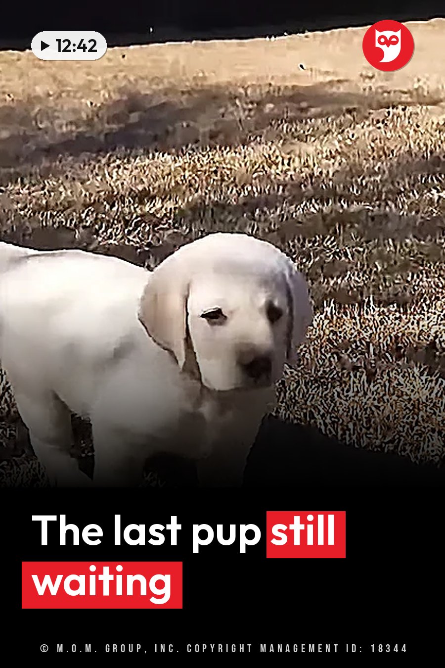 A light-colored puppy stands on dry grass, looking toward the camera with his head slightly tilted. A headline runs in white letters across the lower third.