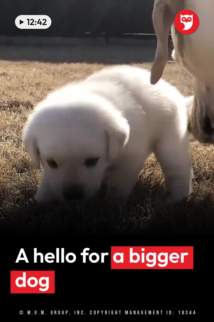A small white puppy stands on grass, sniffing near the leg of a larger dog. A headline runs in white letters across the lower third.