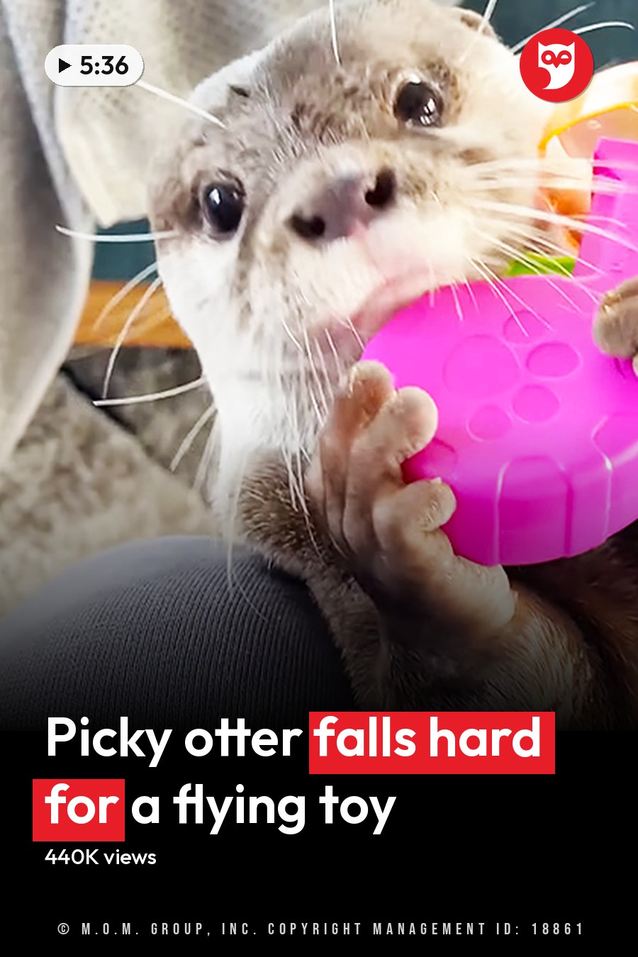 An adult female otter holds a pink plastic toy indoors, with a teal chair and skateboard in the background. The headline runs in white letters across the lower third.