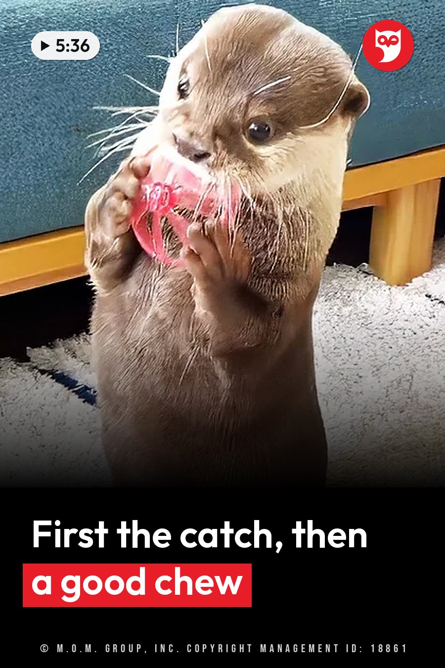 A wet otter stands upright on a carpeted floor, holding a pink plastic toy up to the mouth with both paws. A headline runs in white letters across the lower third.