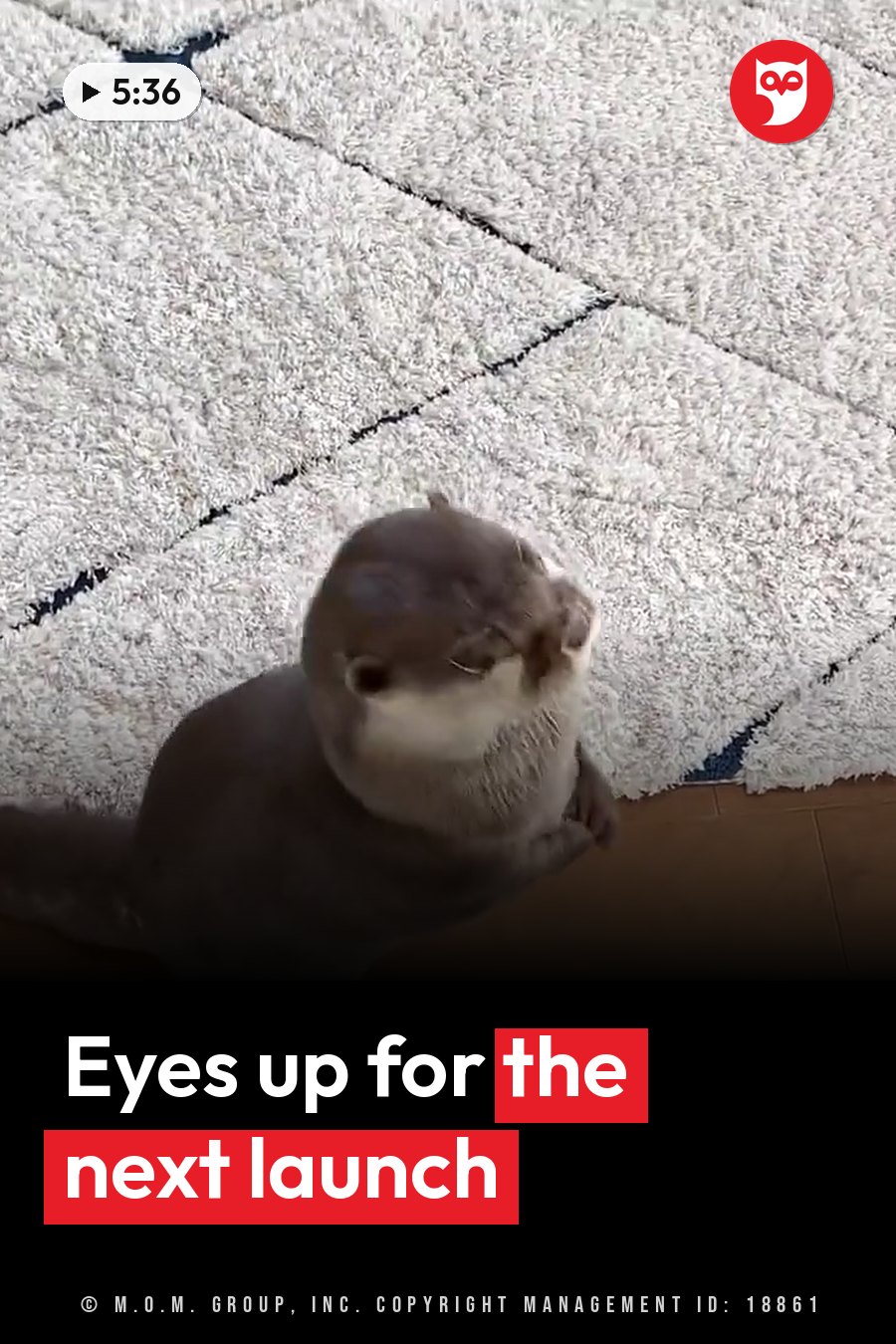 A small otter sits upright on a shaggy rug, looking upward with both front paws raised near the face. A headline runs in white letters across the lower third.
