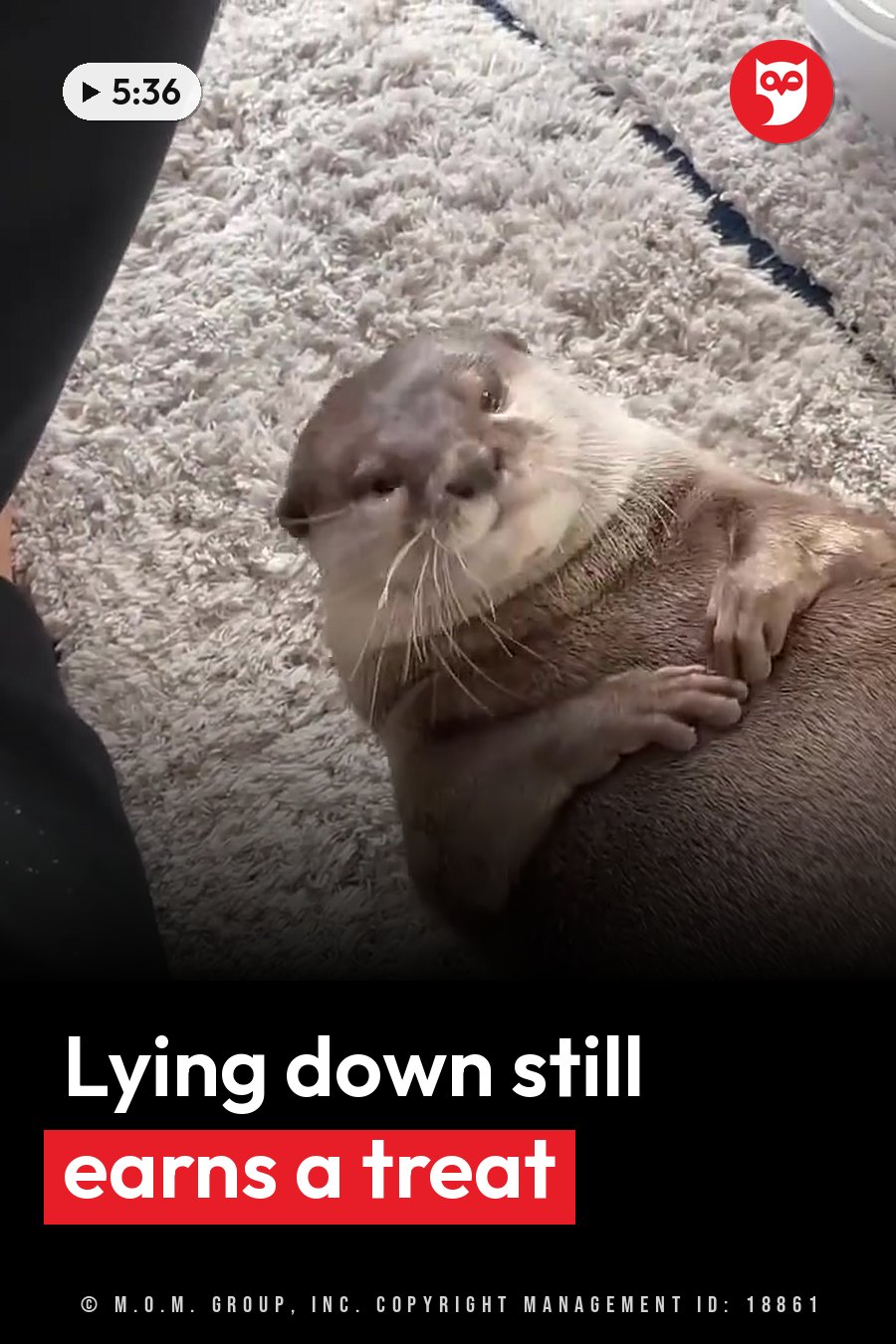 An otter lies on a shaggy rug and looks up, front paws resting near the chest. A headline runs in white letters across the lower third.