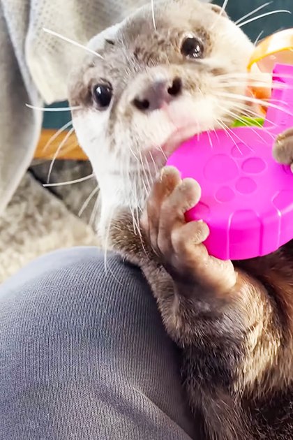 An adult female otter holds a pink plastic toy indoors, with a teal chair and skateboard in the background.