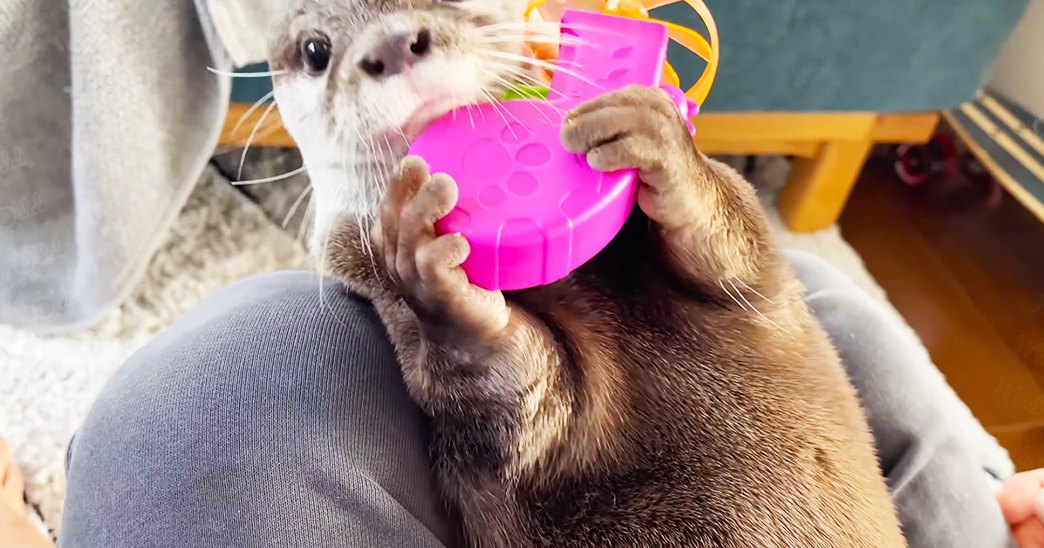 An adult female otter holds a pink plastic toy indoors, with a teal chair and skateboard in the background.