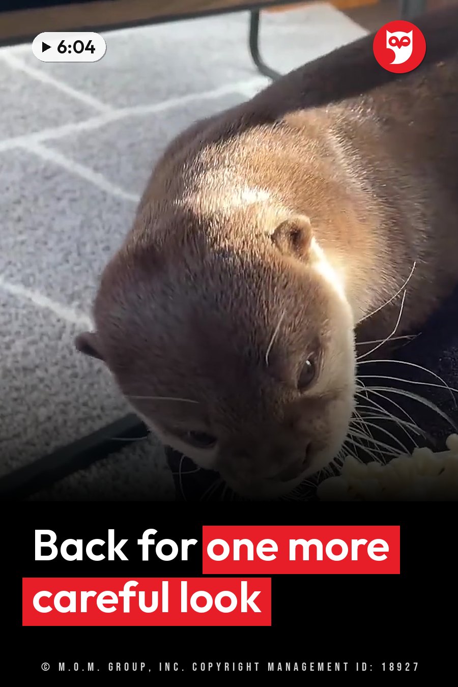 A brown otter with white whiskers leans down toward something on a tiled floor. A headline runs in white letters across the lower third.