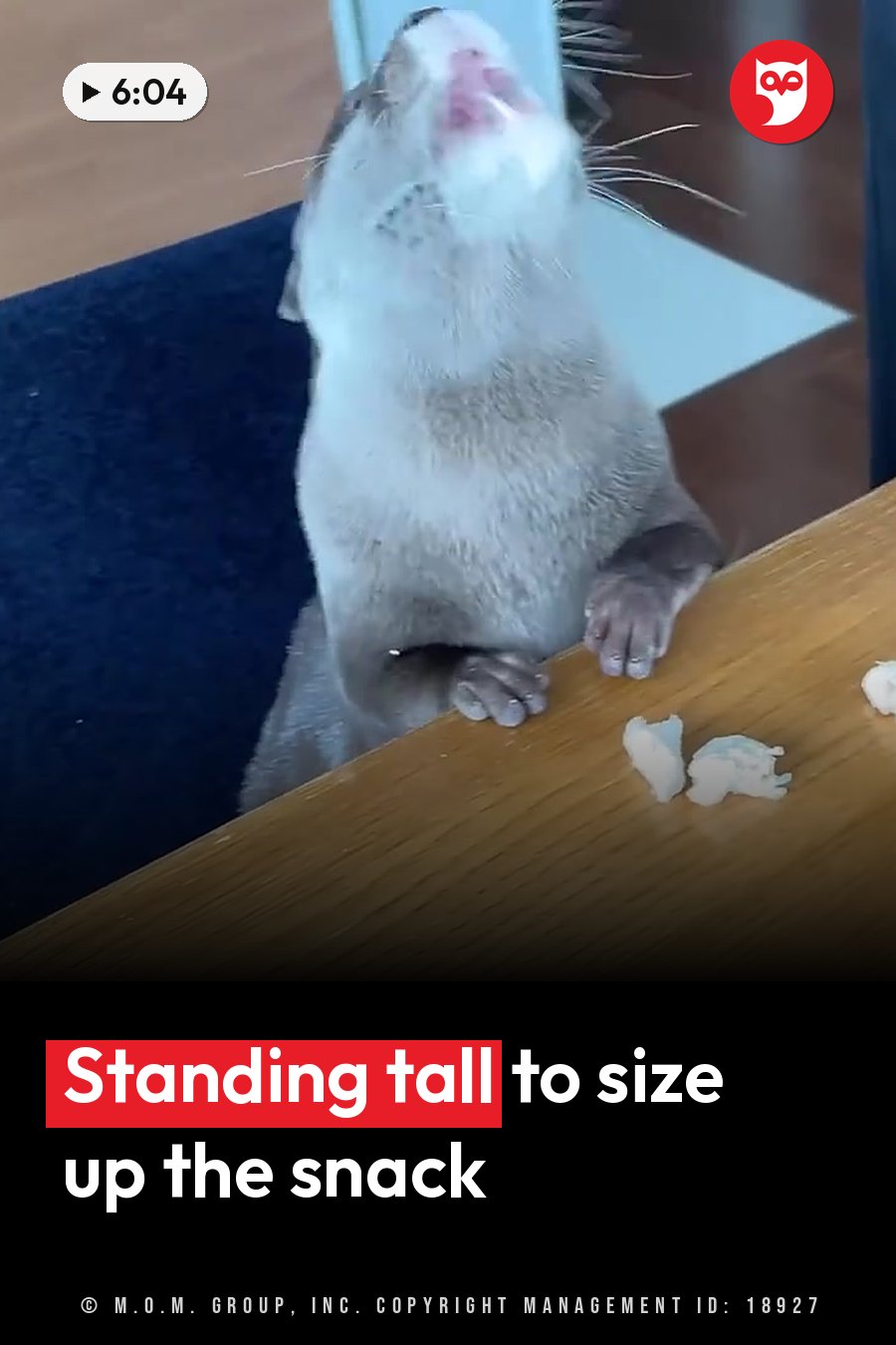 A small otter stands on its hind legs at a wooden table, head tilted up, with white pieces of popcorn nearby. A headline runs in white letters across the lower third.