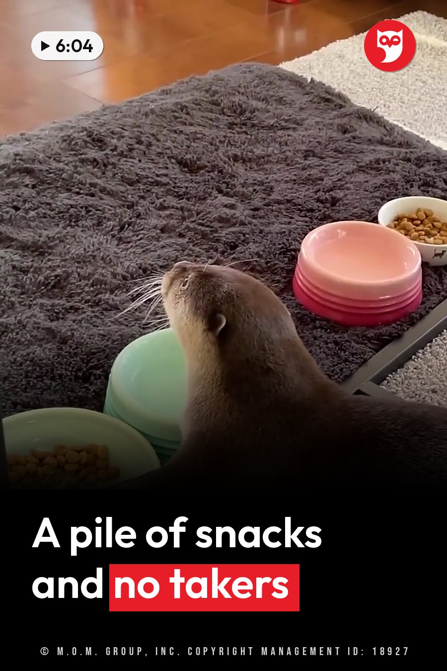 An otter on a dark rug looks up, surrounded by stacked bowls of food. A headline runs in white letters across the lower third.