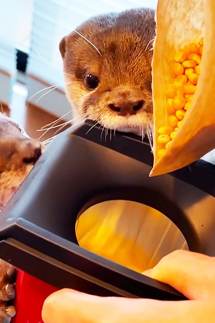 Two adult otters with light brown coats and darker markings around their eyes and ears inside an indoor room with wooden flooring, natural daylight streaming through a window.
