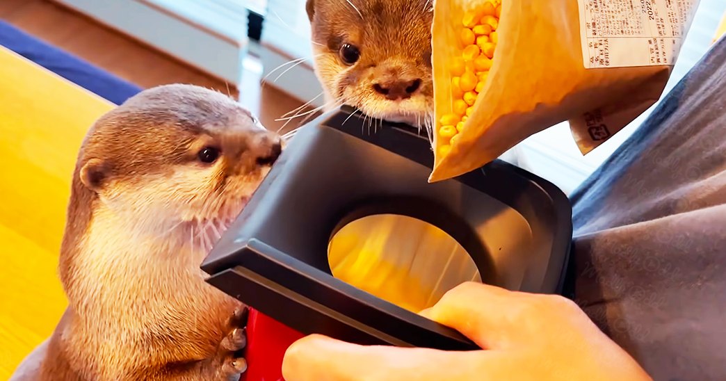 Two adult otters with light brown coats and darker markings around their eyes and ears inside an indoor room with wooden flooring, natural daylight streaming through a window.