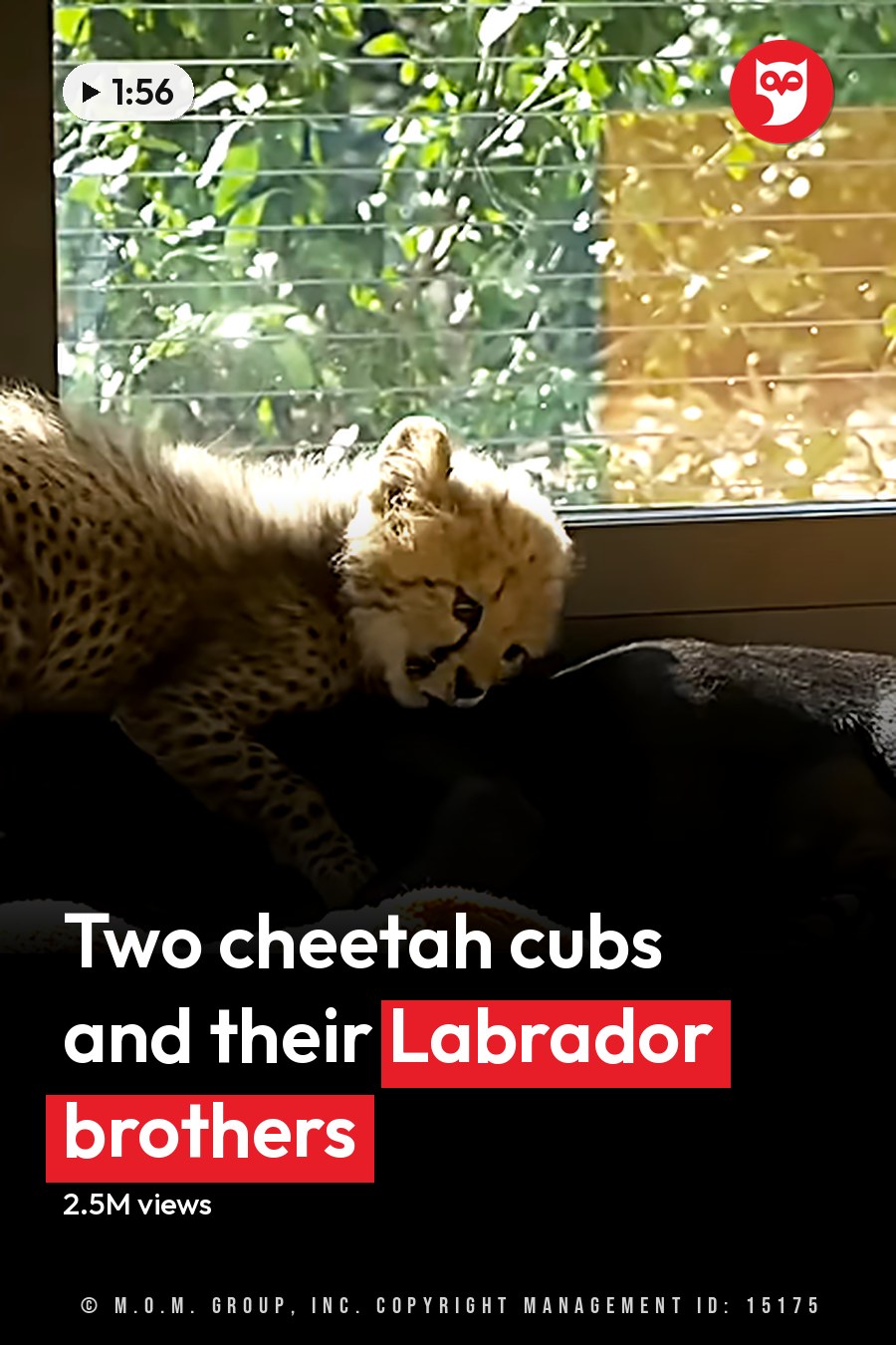 A juvenile cheetah cub with a spotted coat in an indoor enclosure with natural light coming through windows. The headline runs in white letters across the lower third.
