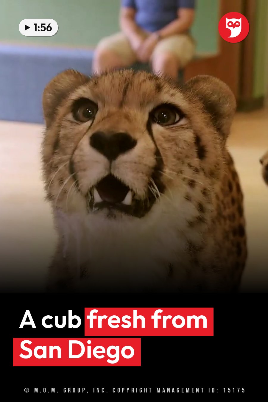 A cheetah cub, mouth open, looks straight ahead while a person sits blurred in the background. A headline runs in white letters across the lower third.