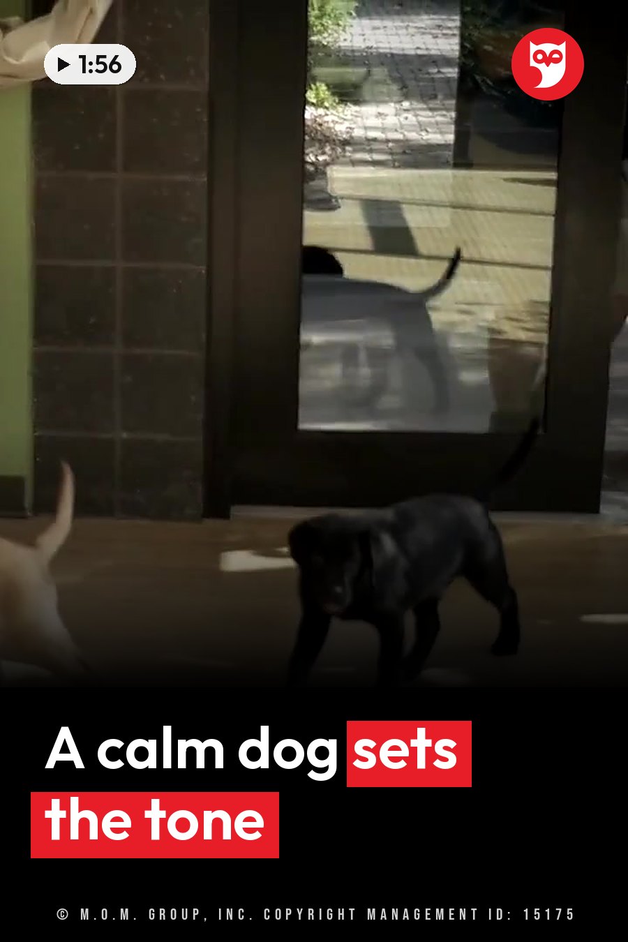 A black puppy walks indoors near a glass door, and another animal's tail shows nearby. A headline runs in white letters across the lower third.