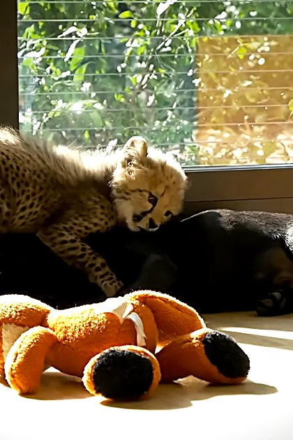 A juvenile cheetah cub with a spotted coat in an indoor enclosure with natural light coming through windows.