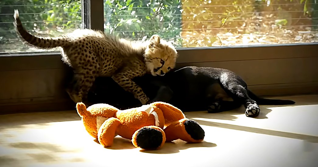 A juvenile cheetah cub with a spotted coat in an indoor enclosure with natural light coming through windows.