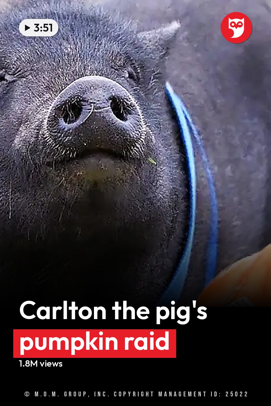 A black pig with a blue collar in an outdoor rural setting surrounded by colorful pumpkins under natural daylight. The headline runs in white letters across the lower third.