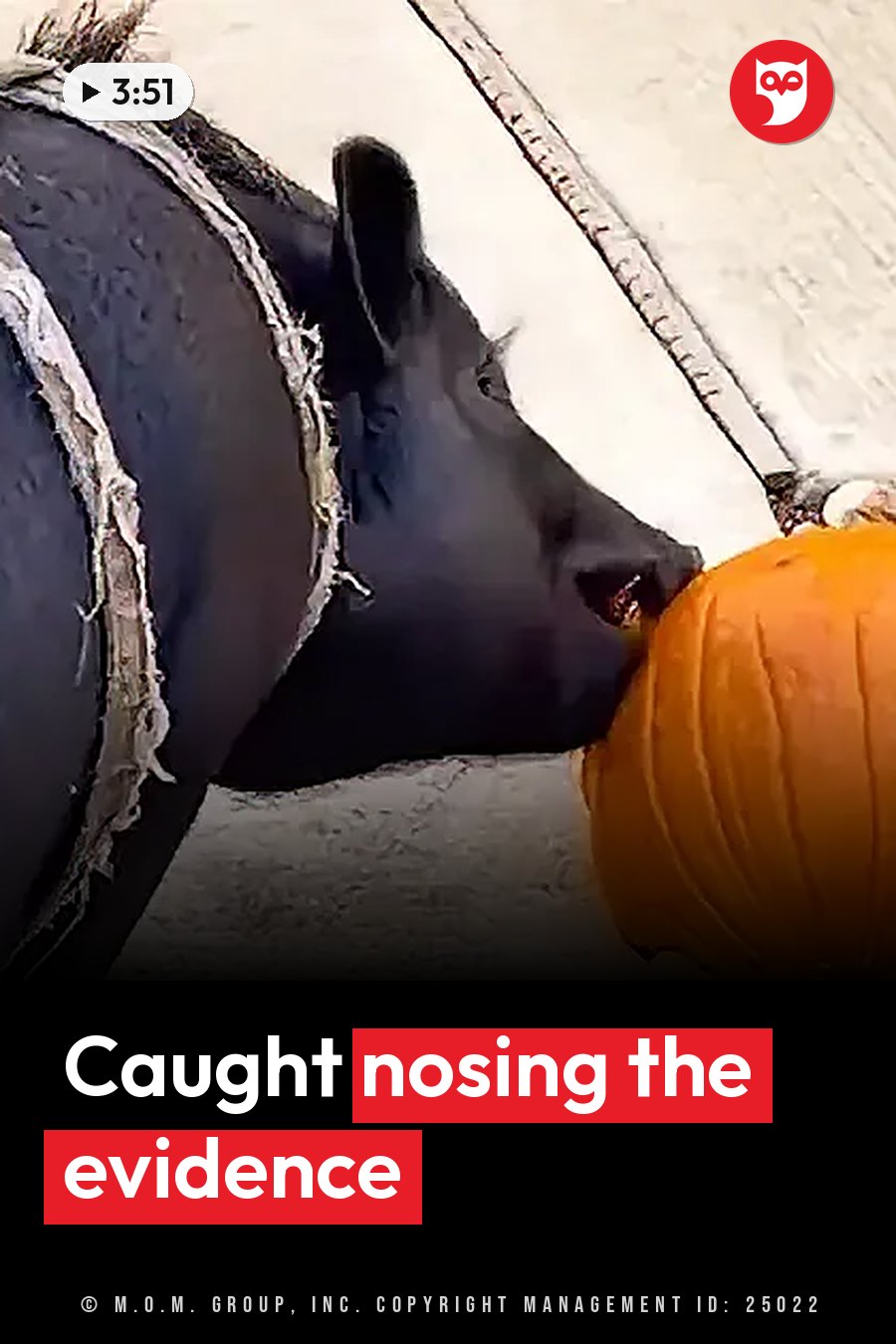 A black pig in a harness noses a bright orange pumpkin on paved ground. A headline runs in white letters across the lower third.