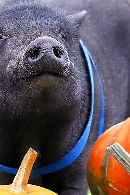A black pig with a blue collar in an outdoor rural setting surrounded by colorful pumpkins under natural daylight.