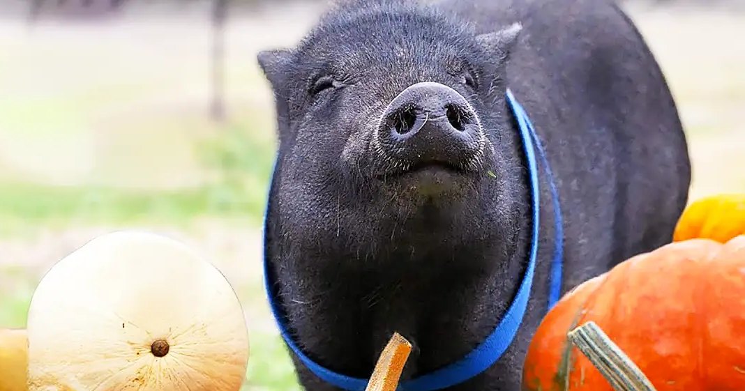 A black pig with a blue collar in an outdoor rural setting surrounded by colorful pumpkins under natural daylight.