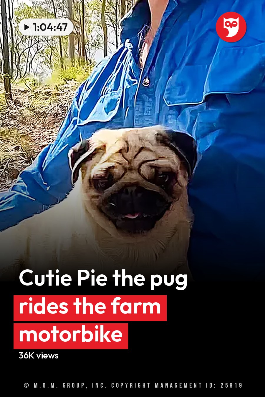 A pug with light tan fur and darker brown patches sits in a red backpack on the handlebar of a bicycle, surrounded by trees in a forested area during what appears to be late afternoon daylight. The headline runs in white letters across the lower third.