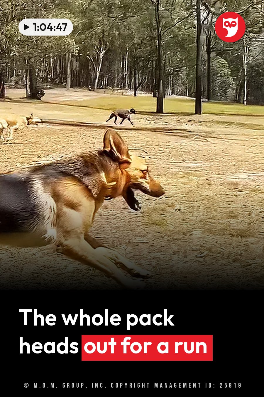 A dog runs across dry grass toward another dog, with trees behind them. A headline runs in white letters across the lower third.