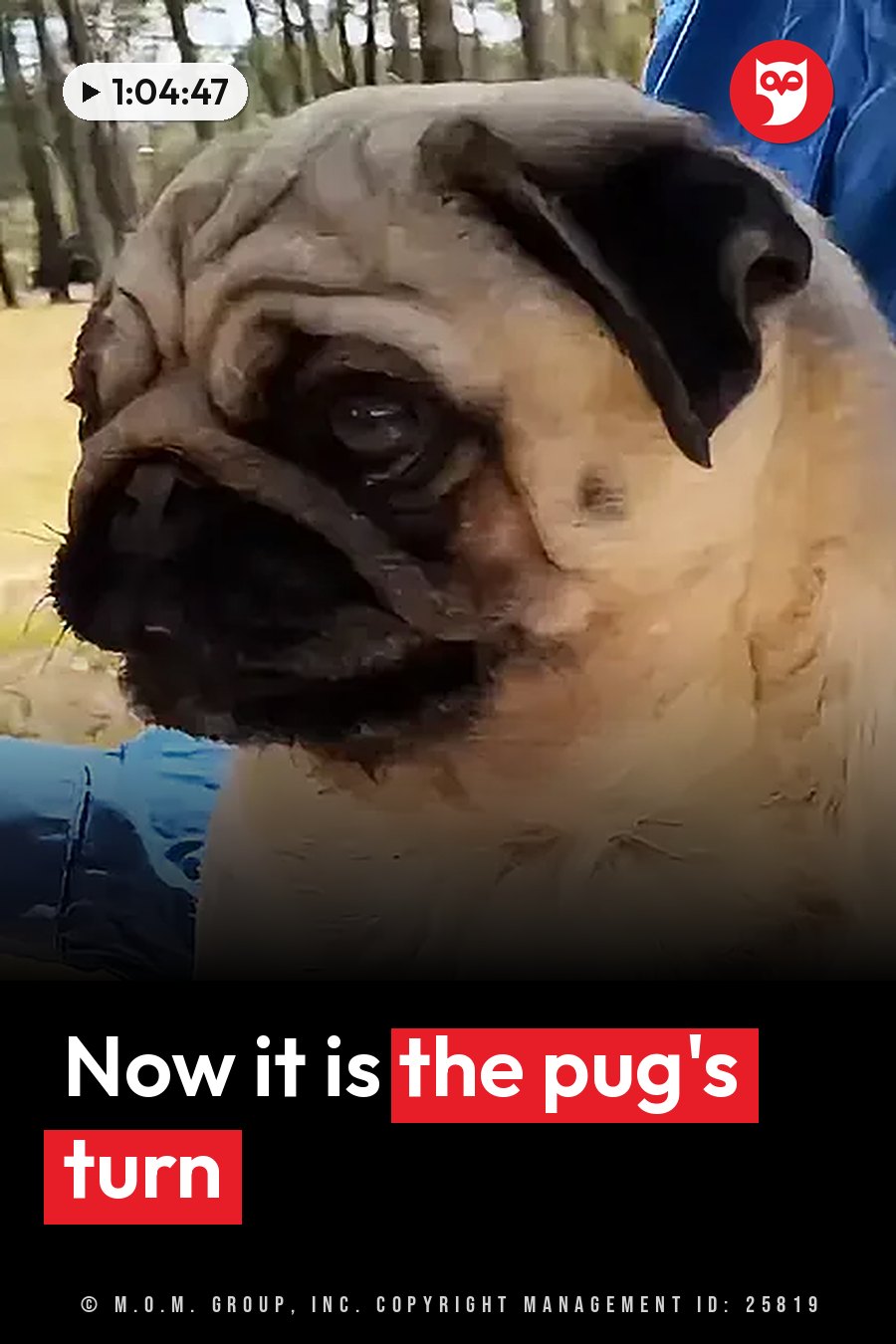 A pug with a wrinkled face and dark muzzle sits outdoors near blue fabric, looking off to the side. A headline runs in white letters across the lower third.