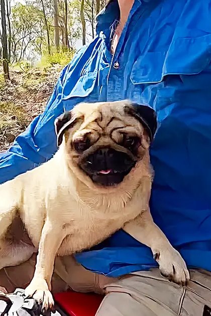 A pug with light tan fur and darker brown patches sits in a red backpack on the handlebar of a bicycle, surrounded by trees in a forested area during what appears to be late afternoon daylight.