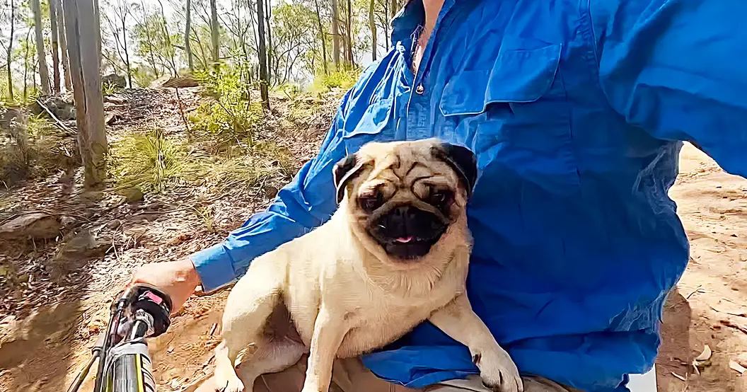 A pug with light tan fur and darker brown patches sits in a red backpack on the handlebar of a bicycle, surrounded by trees in a forested area during what appears to be late afternoon daylight.